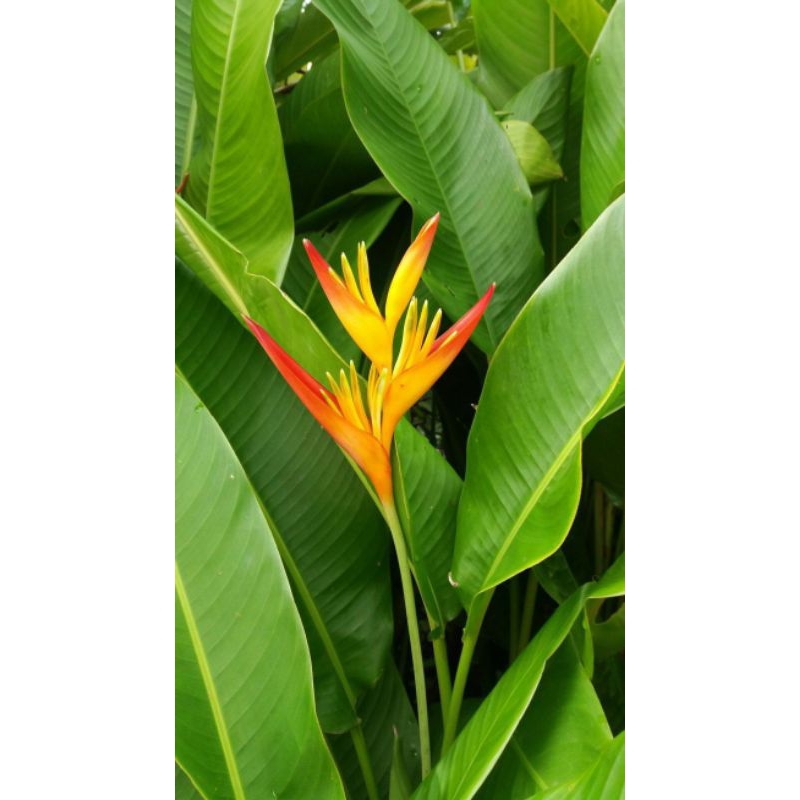 Tanaman Hias Heliconia Thaii (Heliconia Golden Torch)
