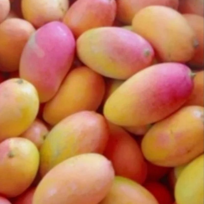 

JV MANGGA PODANG 1kg SULUHAN/MASAK POHON/SUPER BESAR/TANGGUNG MANISS GRATIS ONGKIR