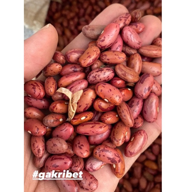 

[COD FI48] Kacang Merah Brenebon Kacang Es 38