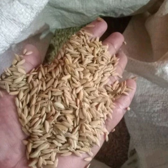 Gabah Kering Padi Darat Beras Merah 1000 gr