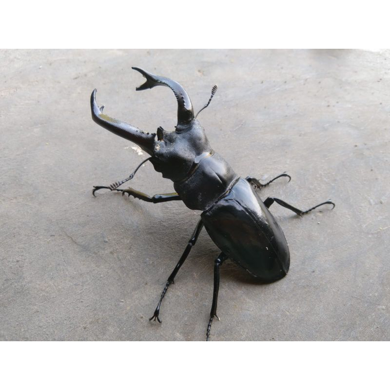 Kumbang capit hidup/stag beetle/hexarthrius buqueti