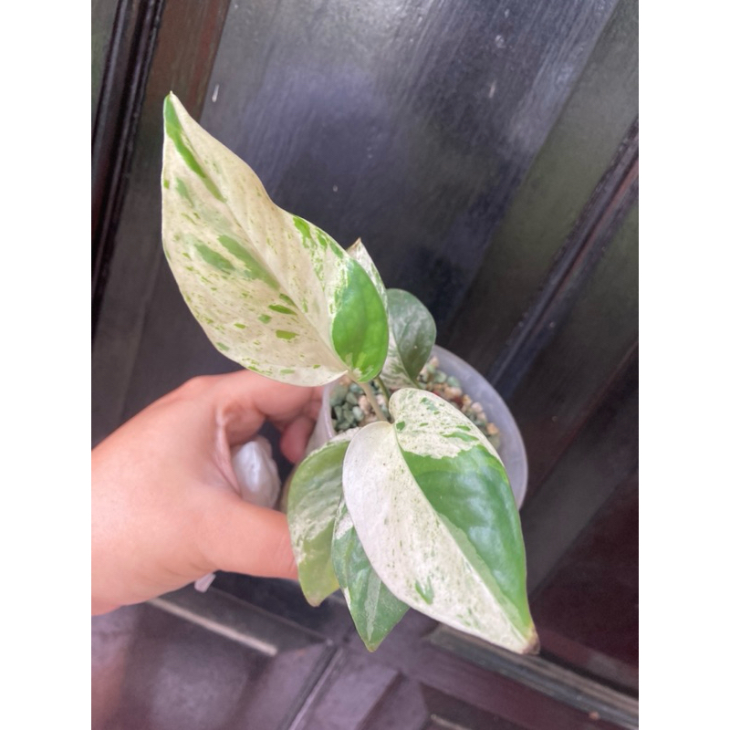 epipremnum pinnatum marble / epip marble variegata