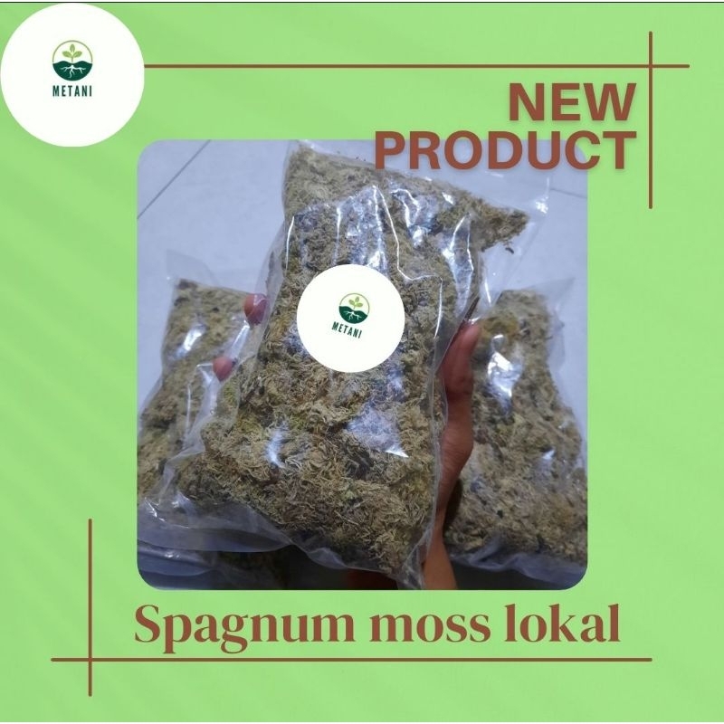 Spagnum moss putih lokal 50gram