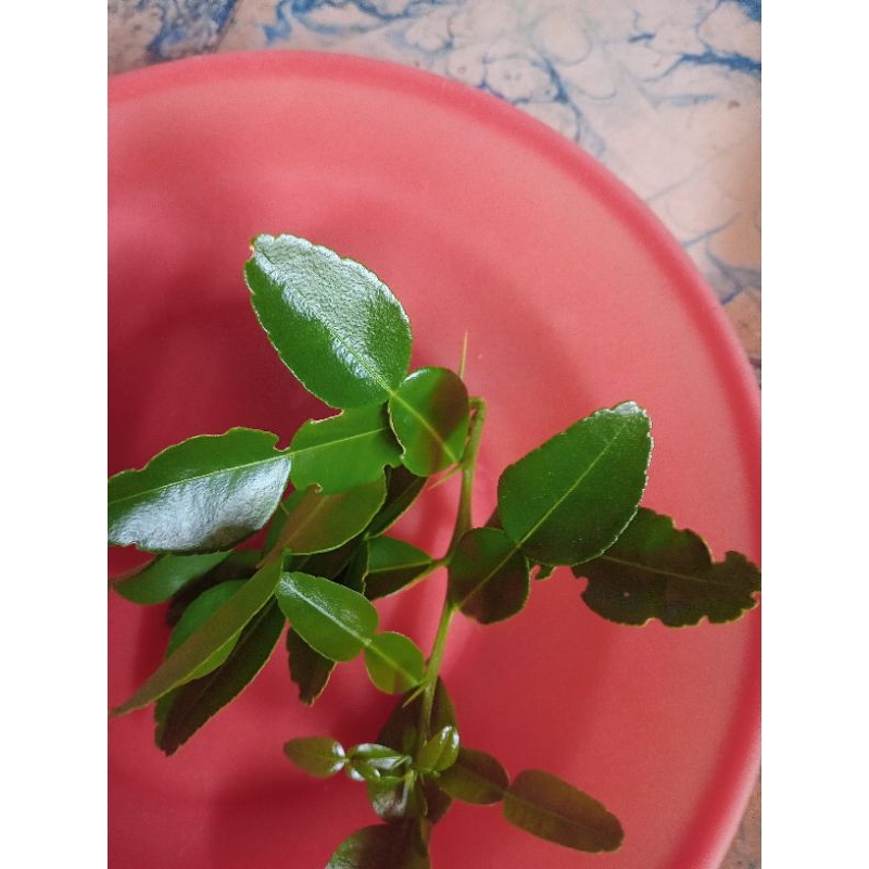 

daun jeruk purut
