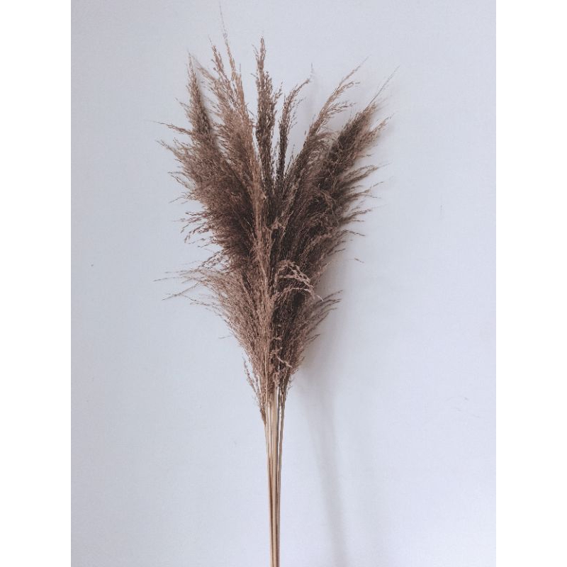 Termurah Pampas alam/Pampas Lokal/Bulu Halus/Dekorasi