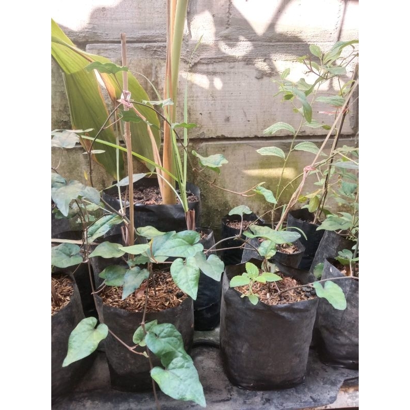 Bibit Cabe Jawa