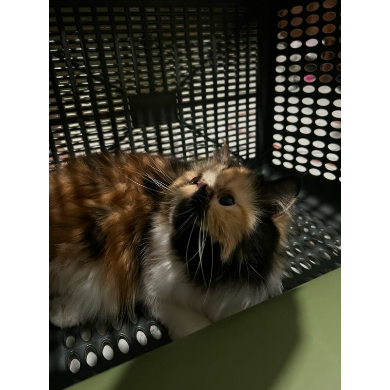 kucing peaknose betina  calico