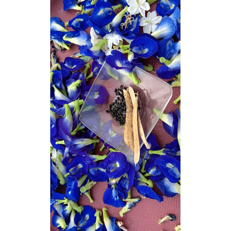 

bunga telang kering tanpa pengawet