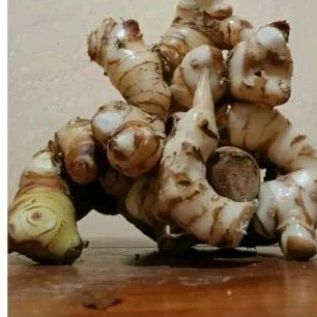 1kg Laos/lengkuas putih