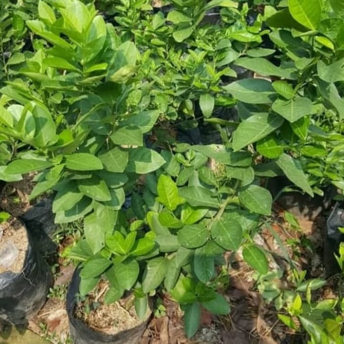 Pohon jeruk purut / Bibit pohon jeruk purut