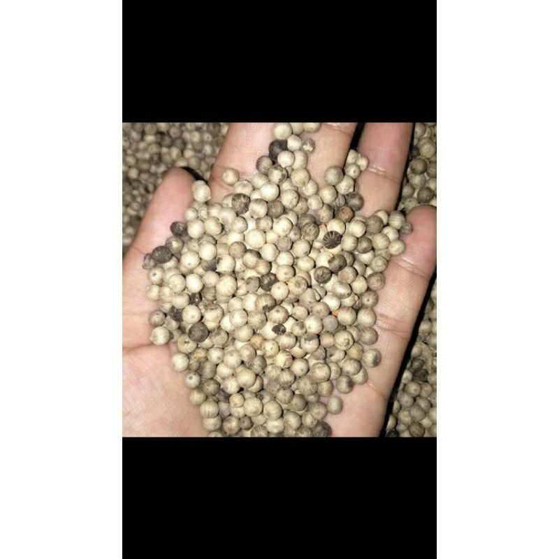 

1ons MERICA / LADA BUMBU