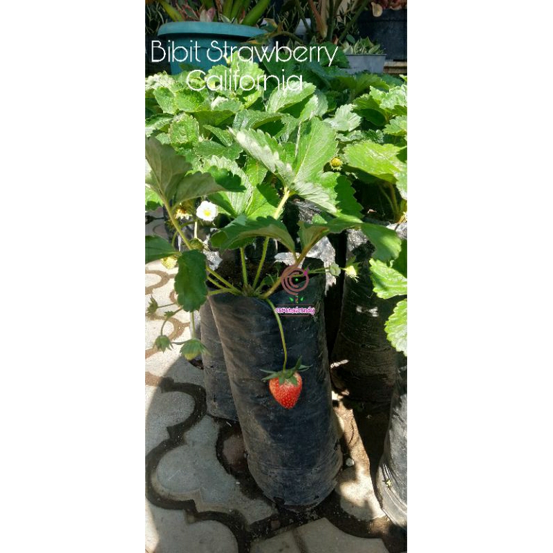Tanaman Buah bibit strawberry california stroberi sudah berbuah / berbunga
