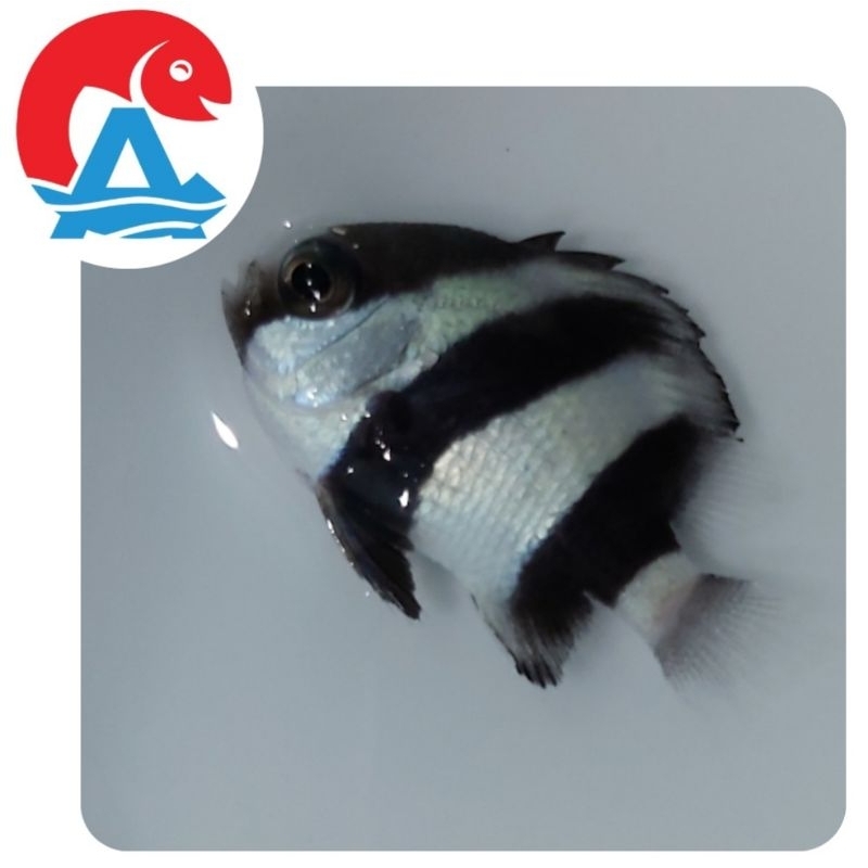 Ikan Hias Laut Zebra