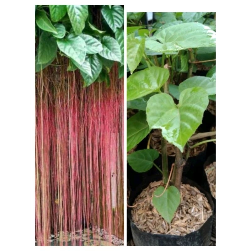 Tanaman curtain Ivy/akar gantung( berakar sehat)