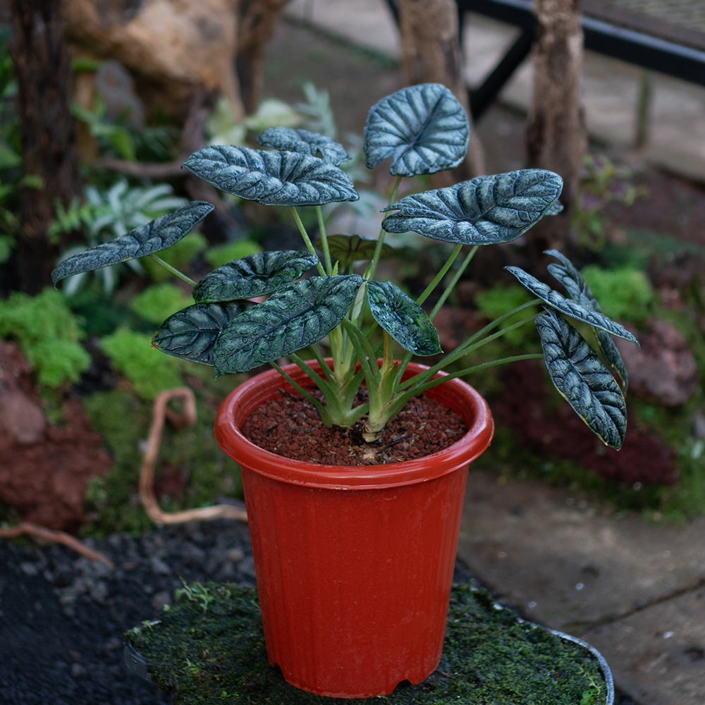 ALOCASIA DRAGON SCALE