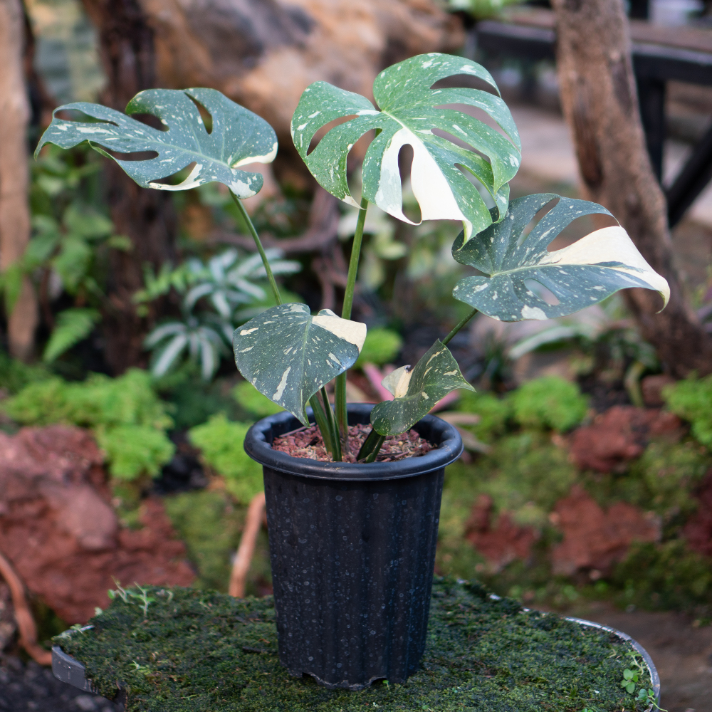 MONSTERA THAI CONSTILATION