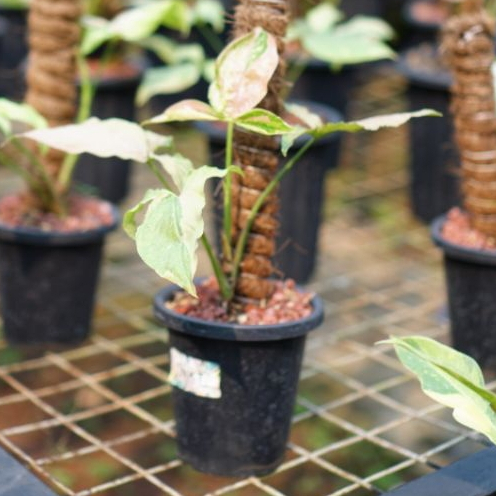 SYNGONIUM PINK SALMON