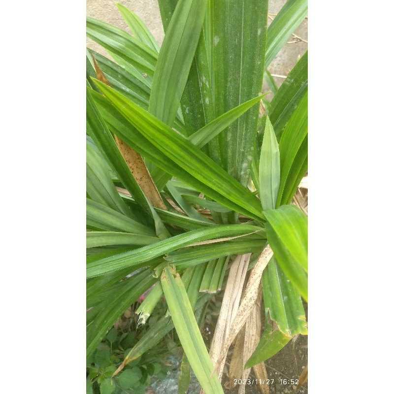 

daun pandan wangi segar