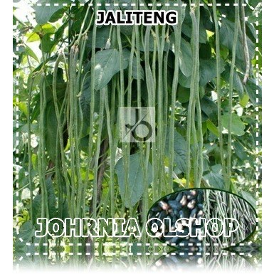 Johrnia 15 Benih Biji Kacang Panjang JALITENG