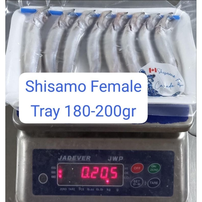 

IKAN SHISAMO Female (berat 180-200gr per pack)