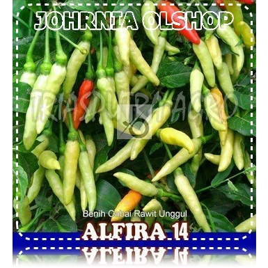 Johrnia 25 Benih Biji Cabe Rawit ALFIRA 14