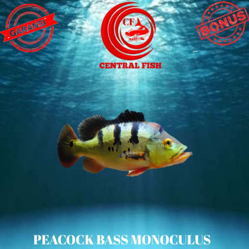 Peacock Bass Monoculus per 10 ekor  4-5/7-8/9-10cm