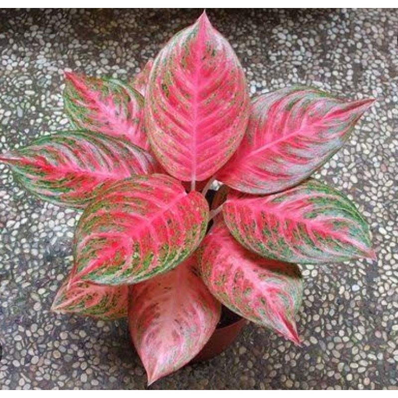 Aglonema Pink Beauty