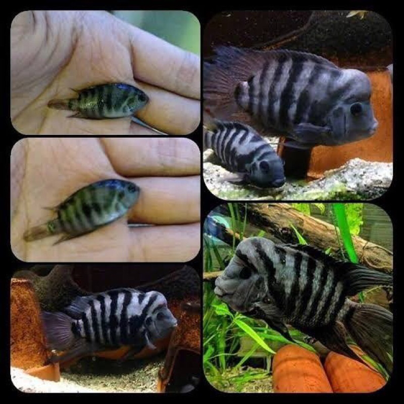 convict cichlid produk live