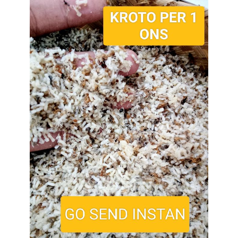 KROTO TELOR SEMUT RANGRANG/KERANGGA KROTO HARGA PER 1 ONS