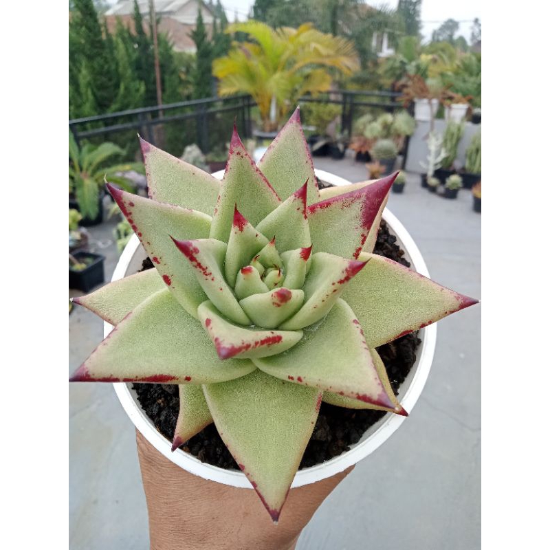 Agavoides Eboni
