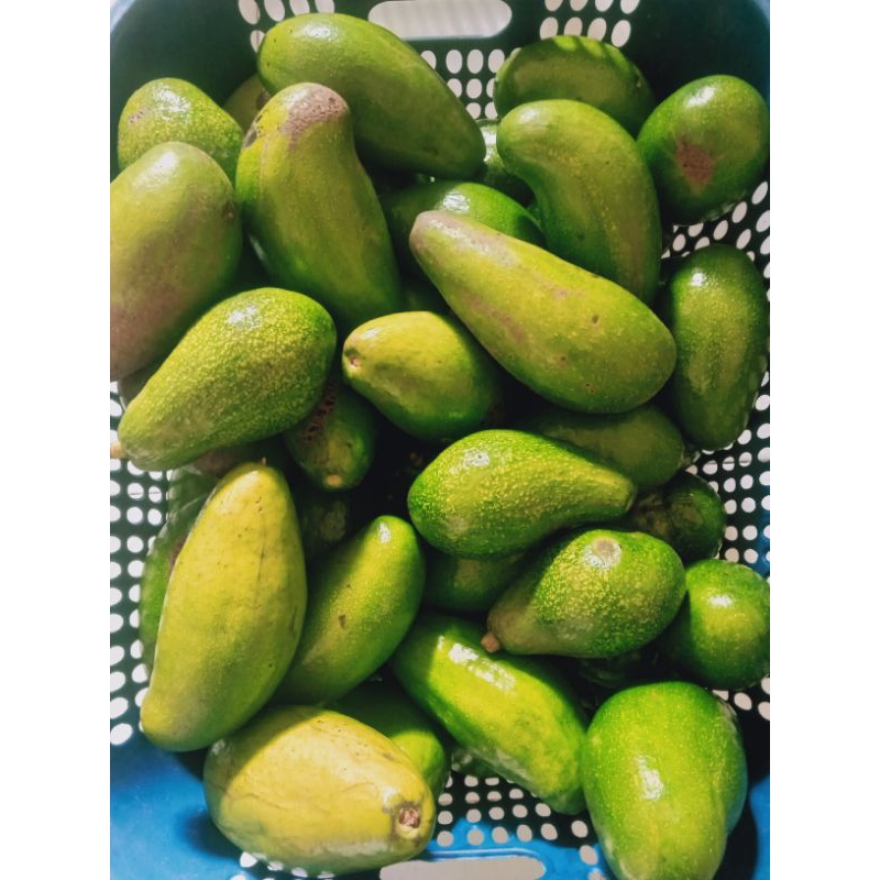 

Alpukat Siger Lampung