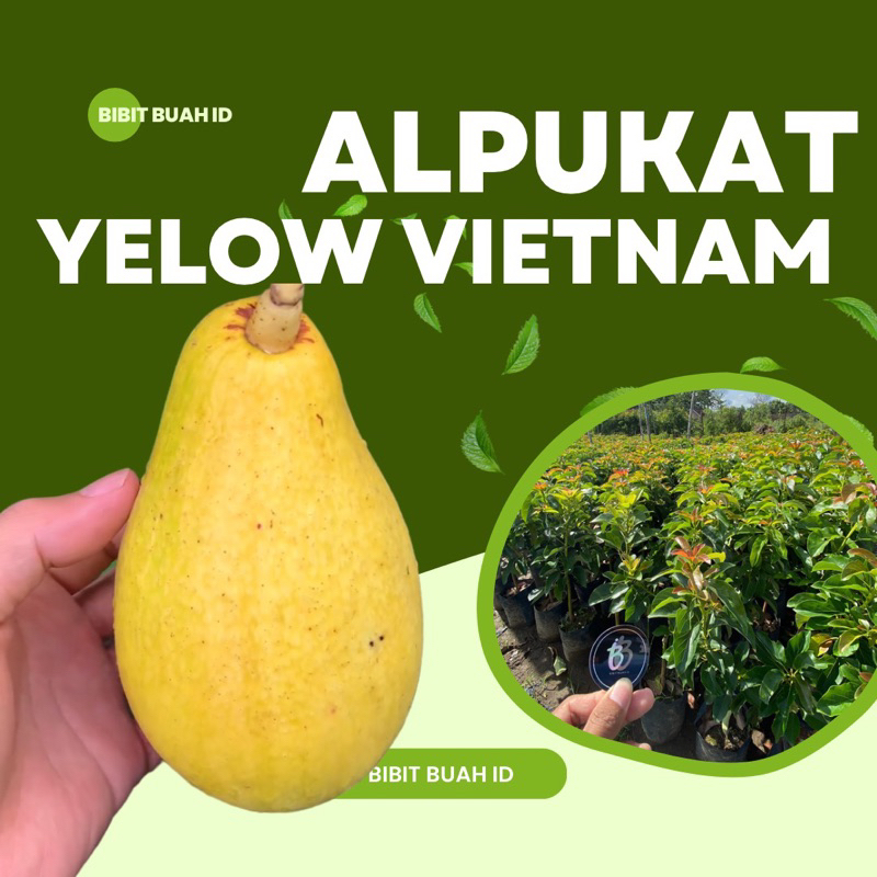 BIBIT ALPUKAT YELLOW VIETNAM
