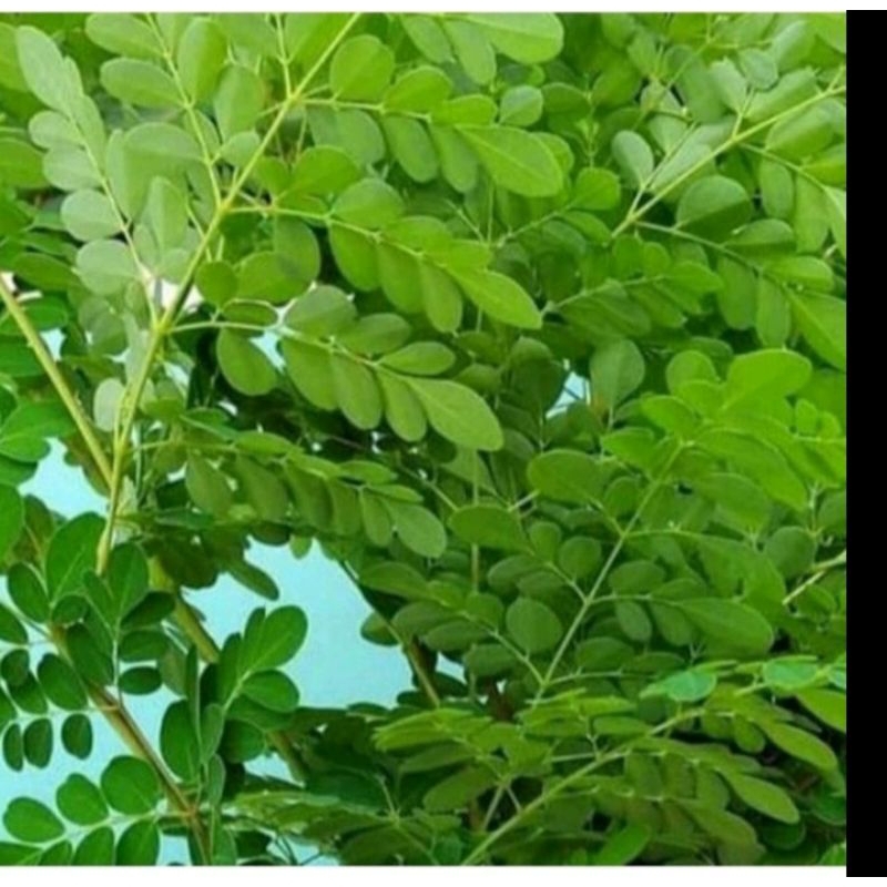 

daun kelor segar 150g langsung di ambil ketika ada pesanan