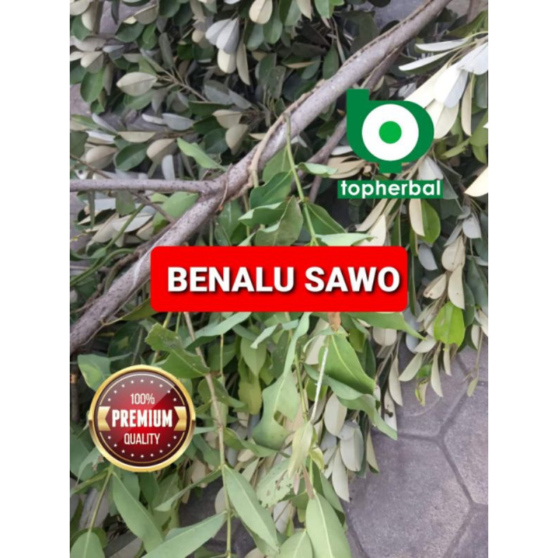 

Benalu Sawo Kering Hijau 1000 Gram