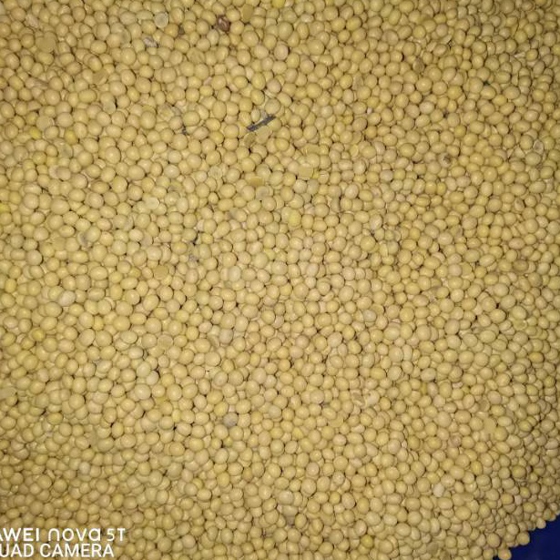 

84 Kacang Kedelai Super America 1kg/1000gr →Terkini