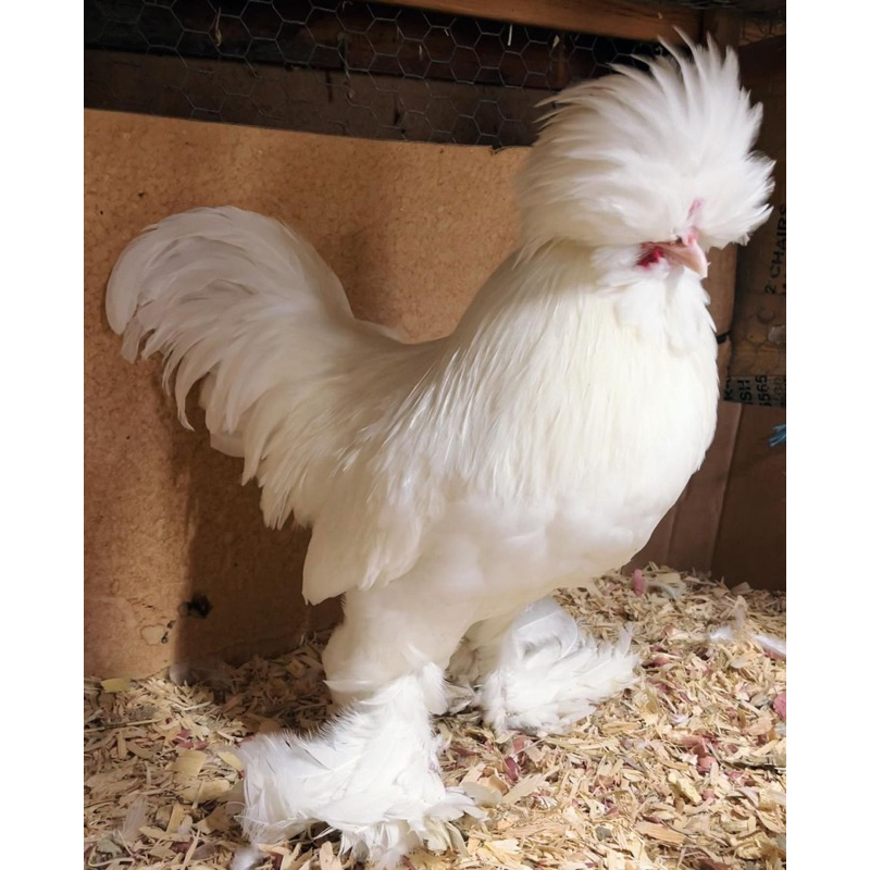 

TELUR FERTIL AYAM SULTAN UNTUK DI TETASKAN