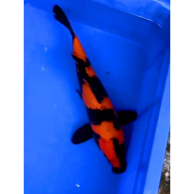 Hi utsuri Show Quality