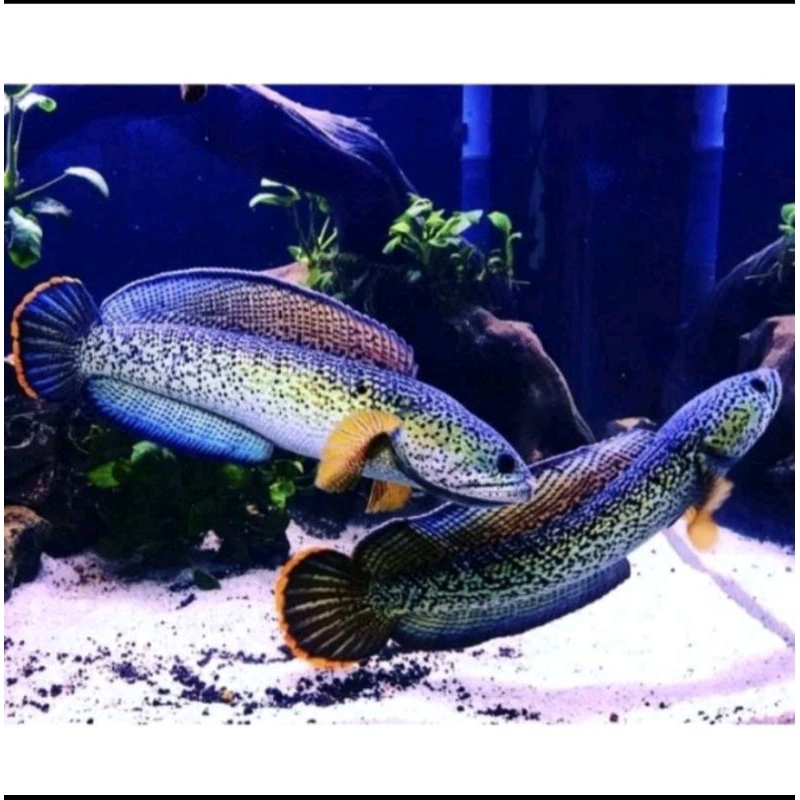 channa barca sepasang isi 2