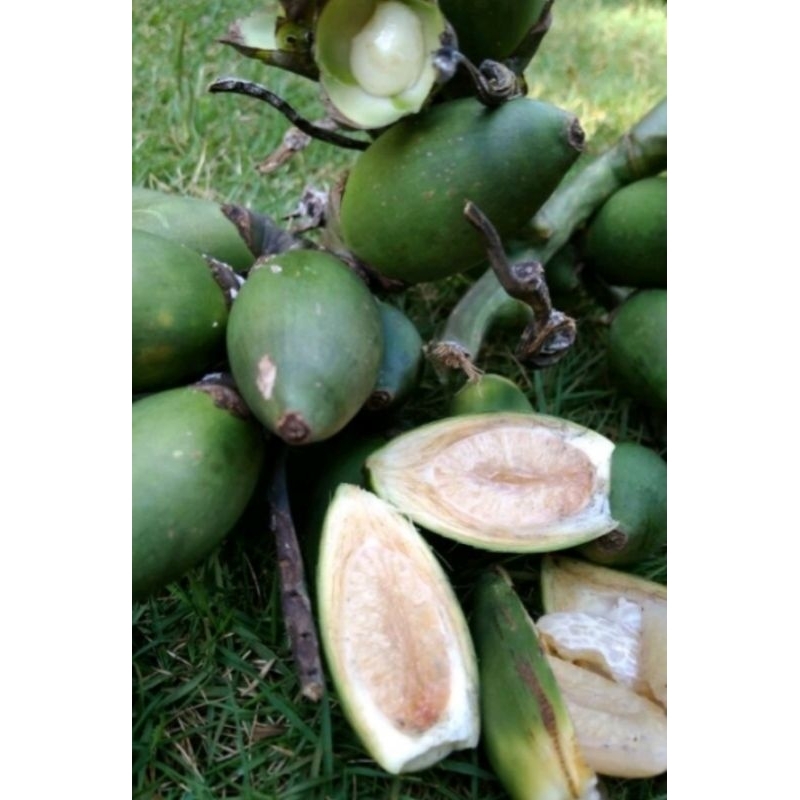 

Pinang Muda/Jambe muda