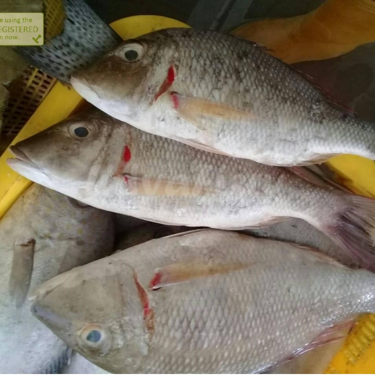 

Ikan Kakap Merah Segar 1Kg Ikan Kakap Lencam Ikan Lencam Seafood Ikan Laut Segar