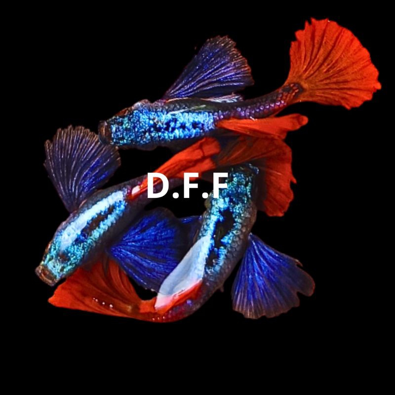 

kardus packing-platinum red tail dumbo ear