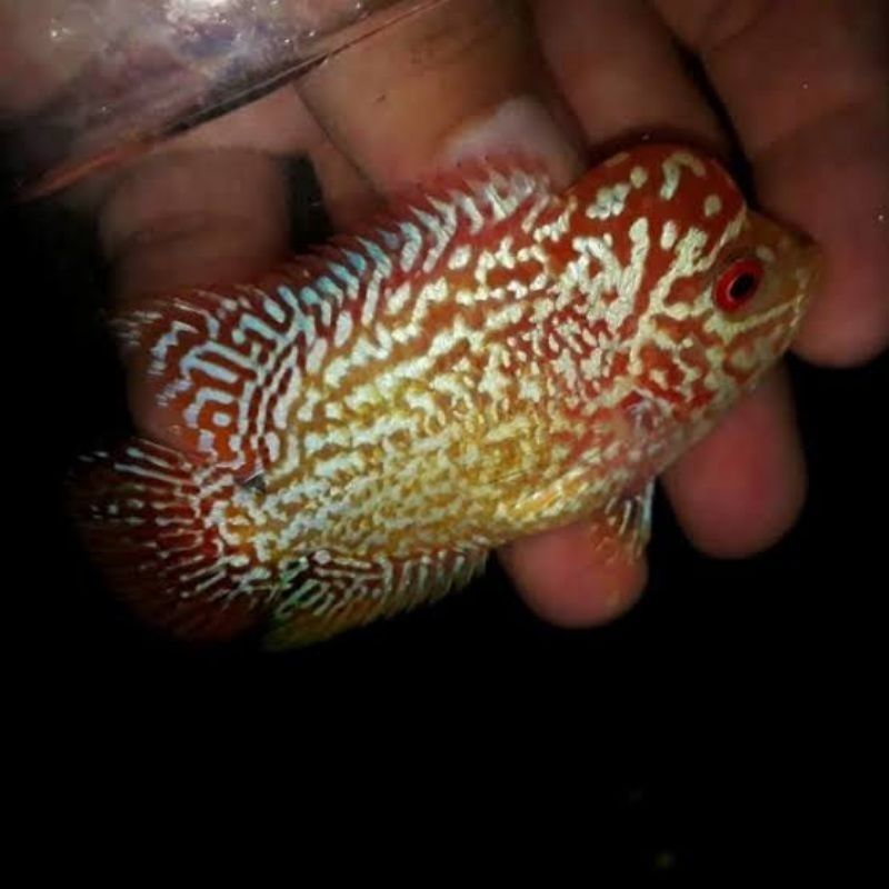 Baju baby golden base lohan GB x cencu crossbreed