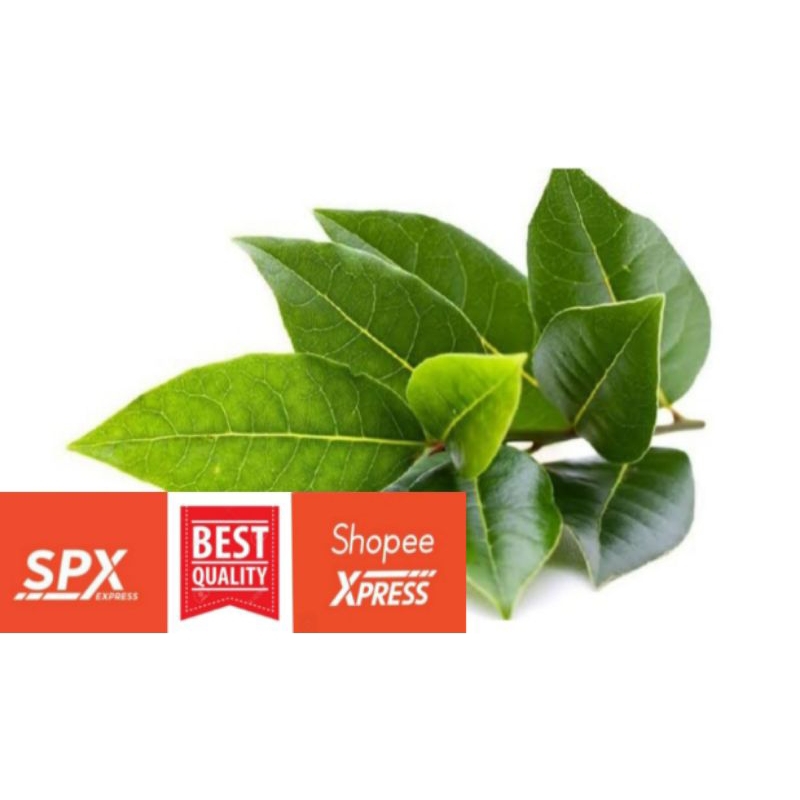 

Daun Salam Segar Bandung