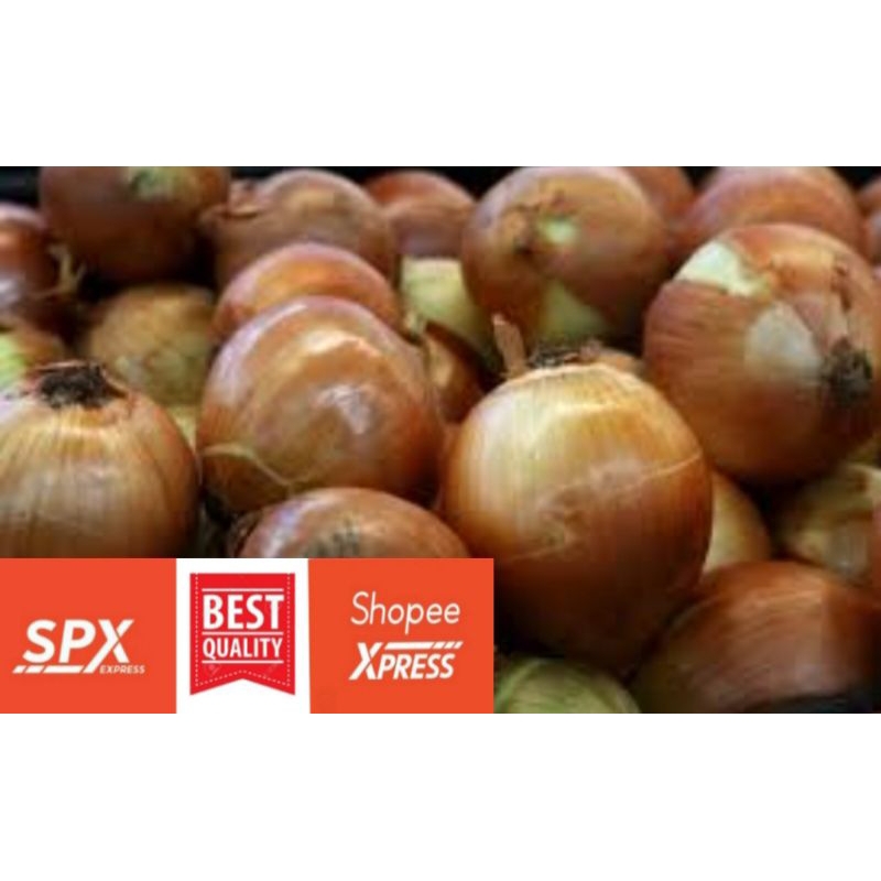 

Bawang Bombay Segar Fresh