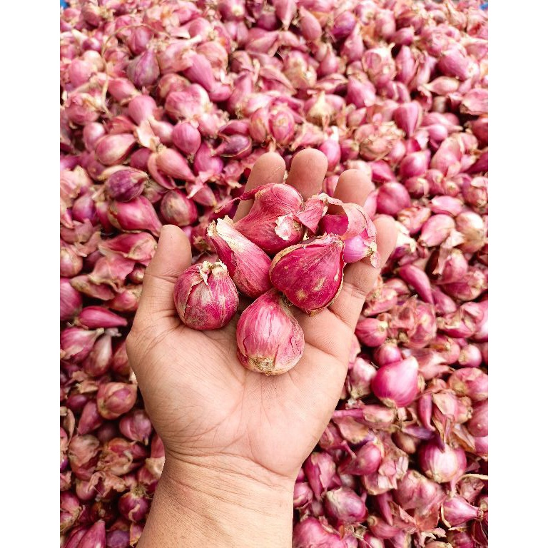

[❄F82➤] Bawang merah 500gr [120]