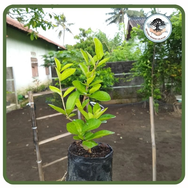 Bahan Bonsai Sianci Super Manis, Sianci Vietnam Hasil Cangkok