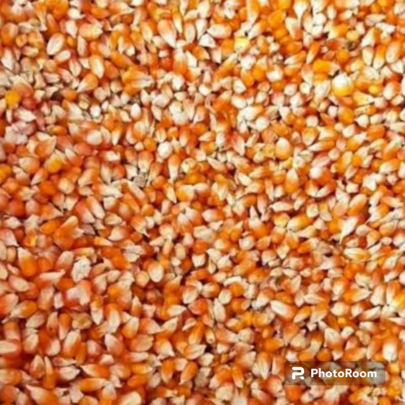 jagung pipil pakan ayam