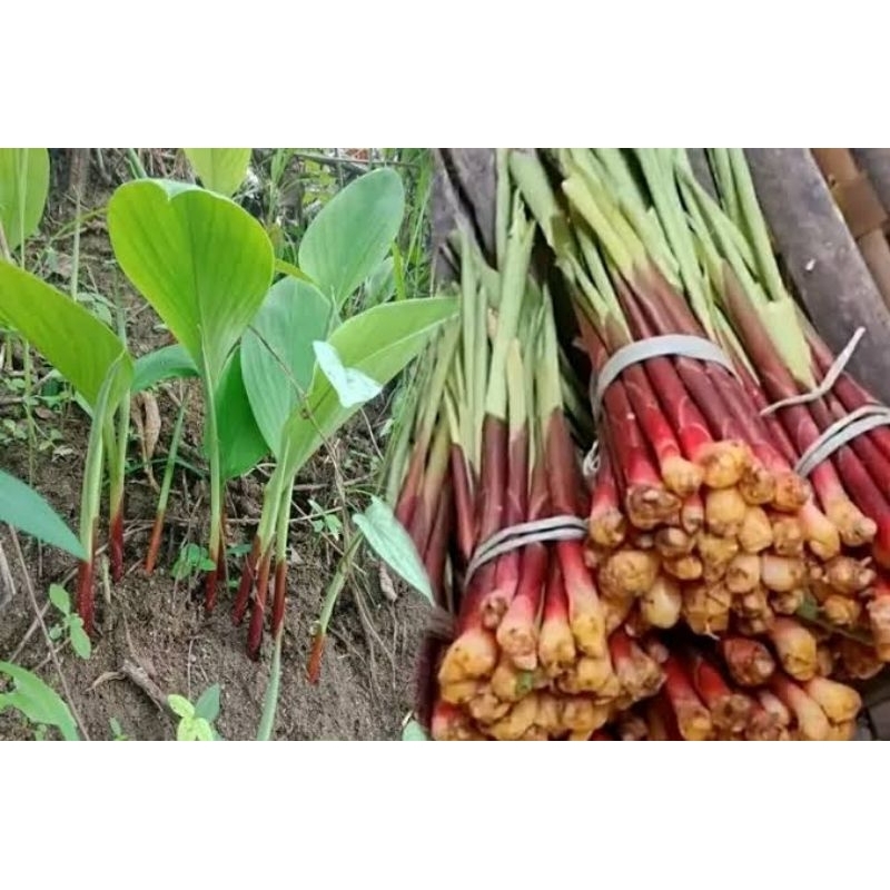 

temu kunci / kunci sayur 1kg