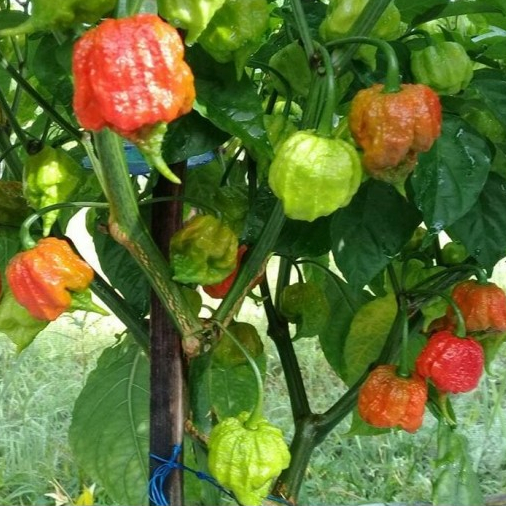 Tanaman Cabe Carolina Reaper - Bibit Buah/Sayur Cabai Carolina Reaper