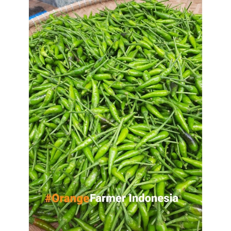 

cabe rawit hijau 1kg fresh dipetik langsung dari lahan